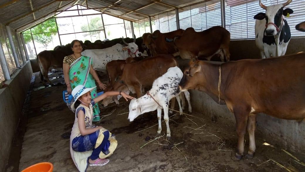 Jain Cow Shelter (Gaushala)